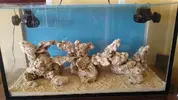 [TodoMarino.com] Miércoles Ultrareef: Sorteo Acanthastrea ±20 Pólipos.
