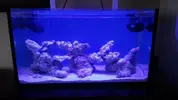 [TodoMarino.com] Miércoles Ultrareef: Sorteo Acanthastrea ±20 Pólipos.