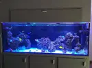 [TodoMarino.com] Miércoles Ultrareef: Sorteo Acanthastrea ±20 Pólipos.