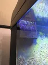 [TodoMarino.com] Algas Nano Reef