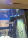 [TodoMarino.com] Algas Nano Reef