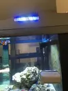[TodoMarino.com] Algas Nano Reef