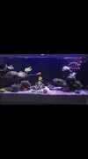 [TodoMarino.com] Miércoles Ultrareef: Sorteo Acanthastrea ±20 Pólipos.
