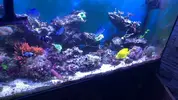 [TodoMarino.com] Miércoles Ultrareef: Sorteo Acanthastrea ±20 Pólipos.