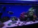 [TodoMarino.com] Miércoles Ultrareef: Sorteo Acanthastrea ±20 Pólipos.