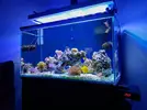 [TodoMarino.com] Miércoles Ultrareef: Sorteo Acanthastrea ±20 Pólipos.