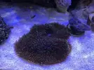 [TodoMarino.com] Vendo rhodactis indoinensis y entacmea quadricolor - Madrid