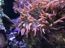 [TodoMarino.com] Vendo rhodactis indoinensis y entacmea quadricolor - Madrid