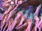 [TodoMarino.com] Vendo rhodactis indoinensis y entacmea quadricolor - Madrid