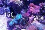 [TodoMarino.com] Esquejes Elche Alicante - elche alicante