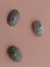 [TodoMarino.com] Ayuda para identificar caracol.