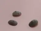 [TodoMarino.com] Ayuda para identificar caracol.