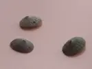[TodoMarino.com] Ayuda para identificar caracol.