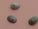 [TodoMarino.com] Ayuda para identificar caracol.