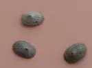 [TodoMarino.com] Ayuda para identificar caracol.
