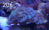 [TodoMarino.com] Esquejes Elche Alicante - elche alicante
