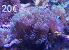 [TodoMarino.com] Esquejes Elche Alicante - elche alicante
