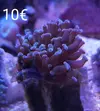 [TodoMarino.com] Esquejes Elche Alicante - elche alicante