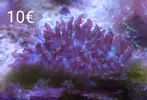 [TodoMarino.com] Esquejes Elche Alicante - elche alicante