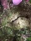 [TodoMarino.com] Quien sabe que es este bicho?