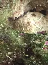 [TodoMarino.com] Quien sabe que es este bicho?