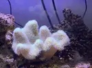 [TodoMarino.com] Sarcophyton se está poniendo un poco verde