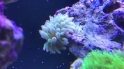 [TodoMarino.com] Anémona cuadricolor