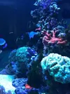 [TodoMarino.com] Miércoles Ultrareef: Sorteo Acanthastrea ±20 Pólipos.