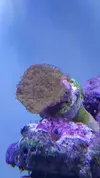 [TodoMarino.com] Miércoles Ultrareef: Sorteo Acanthastrea ±20 Pólipos.