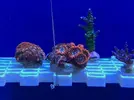 [TodoMarino.com] Zoanthus Utter Chaos, Caulastrea Furcata, Pocillopora Damicornis (Madrid) - Madrid