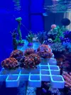 [TodoMarino.com] Zoanthus Utter Chaos, Caulastrea Furcata, Pocillopora Damicornis (Madrid) - Madrid