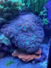 [TodoMarino.com] Zoanthus Utter Chaos, Caulastrea Furcata, Pocillopora Damicornis (Madrid) - Madrid