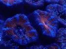 [TodoMarino.com] Ganador Sorteo De Submersa Ultrareef