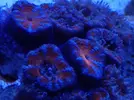 [TodoMarino.com] Ganador Sorteo De Submersa Ultrareef