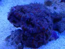 [TodoMarino.com] Ganador Sorteo De Submersa Ultrareef