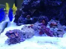 [TodoMarino.com] Ganador Sorteo De Submersa Ultrareef
