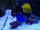 [TodoMarino.com] Ganador Sorteo De Submersa Ultrareef