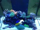 [TodoMarino.com] Ganador Sorteo De Submersa Ultrareef