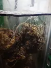 [TodoMarino.com] Telarañas o mucosa