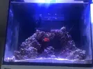 [TodoMarino.com] Mi primer marino Red Sea Reefer 170