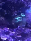 [TodoMarino.com] Mi primer marino Red Sea Reefer 170