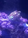 [TodoMarino.com] Mi primer marino Red Sea Reefer 170