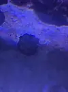 [TodoMarino.com] Mi primer marino Red Sea Reefer 170