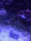 [TodoMarino.com] Mi primer marino Red Sea Reefer 170
