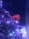[TodoMarino.com] Mi primer marino Red Sea Reefer 170