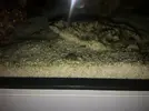 [TodoMarino.com] Reef de BlackBass [WaterBox Silver 35.1 (83 + 40 lts)]