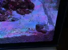 [TodoMarino.com] Reef de BlackBass [WaterBox Silver 35.1 (83 + 40 lts)]