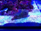 [TodoMarino.com] Reef de BlackBass [WaterBox Silver 35.1 (83 + 40 lts)]