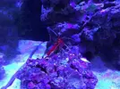 [TodoMarino.com] Reef de BlackBass [WaterBox Silver 35.1 (83 + 40 lts)]