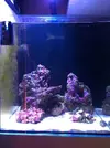 [TodoMarino.com] Reef de BlackBass [WaterBox Silver 35.1 (83 + 40 lts)]